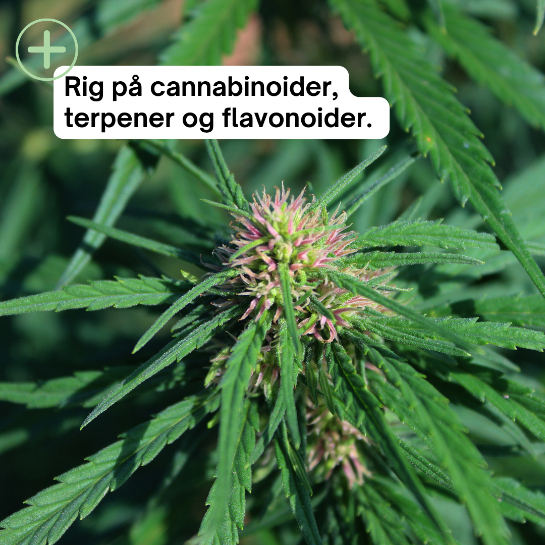 Premium CBD olie - alle varianter