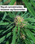 Fuld spektrum premium CBD olie 10% 3 for 2 (SPAR 33%)