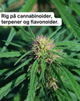 Fuld spektrum premium CBD olie 30% 3-Flasker